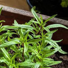 Image result for Bohnenkraut