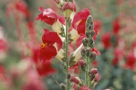 Attēlu rezultāti vaicājumam “Antirrhinum majus”