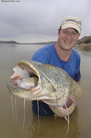 Image result for Silurus glanis