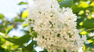 Attēlu rezultāti vaicājumam “Syringa reticulata subsp. amurensis flower”
