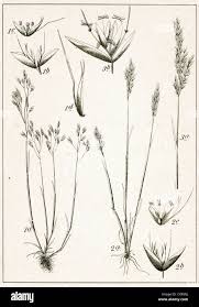 Attēlu rezultāti vaicājumam “Corynephorus canescens leaf”