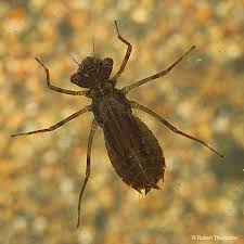 Attēlu rezultāti vaicājumam “Sympetrum danae”