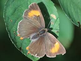 Attēlu rezultāti vaicājumam “Thecla betulae”