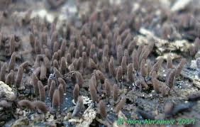 Attēlu rezultāti vaicājumam “Comatricha pulchella”