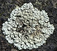 Attēlu rezultāti vaicājumam “Arcyria helvetica stalked”