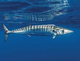 Image result for Acanthocybium solandri