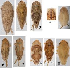 Attēlu rezultāti vaicājumam “Aphrophoridae”