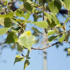 Attēlu rezultāti vaicājumam “Populus x jackii leaf”