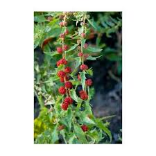 Image result for chenopodium foliosum