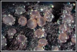 Attēlu rezultāti vaicājumam “Lachnum corticale”