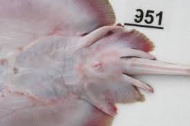 Image result for Raja asterias