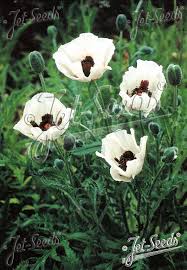 Attēlu rezultāti vaicājumam “Papaver orientale”