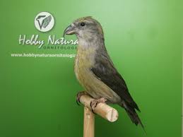 Image result for Loxia curvirostra