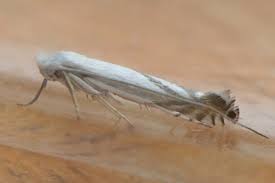 Attēlu rezultāti vaicājumam “Lyonetiidae”