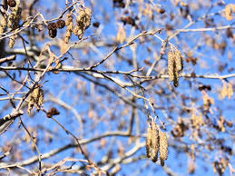 Attēlu rezultāti vaicājumam “Alnus incana female flower”