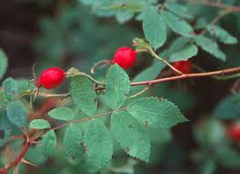 Attēlu rezultāti vaicājumam “Rosa subcanina leaf”