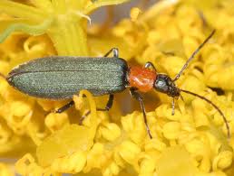 Attēlu rezultāti vaicājumam “Coniopterygidae”