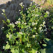 Attēlu rezultāti vaicājumam “Fagopyrum esculentum flower”