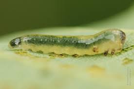 Attēlu rezultāti vaicājumam “Caliroa annulipes”