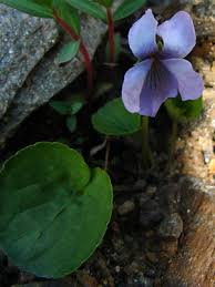 Attēlu rezultāti vaicājumam “Viola epipsila flower”