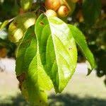 Attēlu rezultāti vaicājumam “Malus prunifolia”