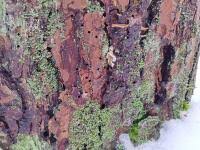 Attēlu rezultāti vaicājumam “Skeletocutis amorpha”