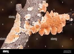 Attēlu rezultāti vaicājumam “Steccherinum ochraceum”
