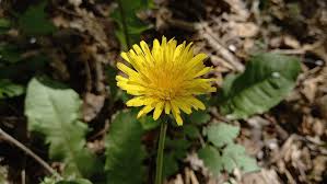 Attēlu rezultāti vaicājumam “Taraxacum officinale aggr.”