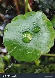 Attēlu rezultāti vaicājumam “Hydrocotyle vulgaris leaf”