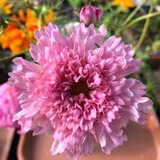 Image result for Cosmos bipinnatus `Double Click`