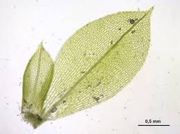 Attēlu rezultāti vaicājumam “Physcomitrium pyriforme”