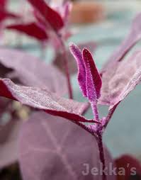 Image result for Atriplex hortensis