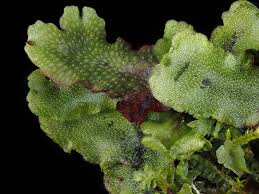 Attēlu rezultāti vaicājumam “Conocephalum salebrosum sporophyte”