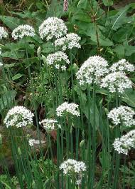 Image result for Allium tuberosum