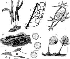 Attēlu rezultāti vaicājumam “Physarum penetrale stalked”