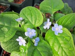 Image result for Omphalodes verna