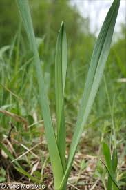 Attēlu rezultāti vaicājumam “Allium scorodoprasum leaf”
