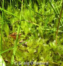 Attēlu rezultāti vaicājumam “Tomentypnum nitens”