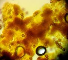 Attēlu rezultāti vaicājumam “Physarum bryomacrocarpum macro”