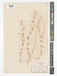 Attēlu rezultāti vaicājumam “Stellaria crassifolia leaf”