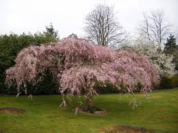 Attēlu rezultāti vaicājumam “Prunus padus var. roseiflora”