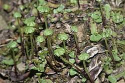 Attēlu rezultāti vaicājumam “Preissia quadrata”