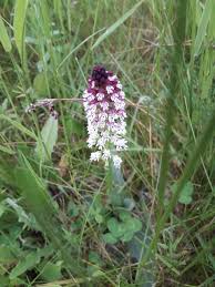 Attēlu rezultāti vaicājumam “Orchis ustulata flower”