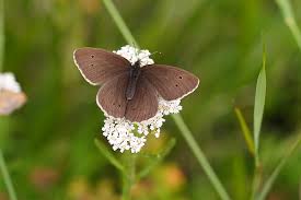 Attēlu rezultāti vaicājumam “Aphantopus hyperantus upperside”