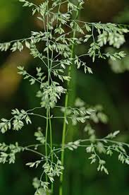 Attēlu rezultāti vaicājumam “Poa trivialis flower”