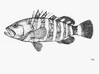 Image result for Hyporthodus quernus