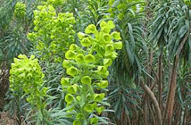 Image result for Wolfsmilch