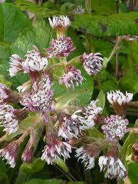 Attēlu rezultāti vaicājumam “Petasites spurius flower”