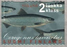 Image result for Coregonus lavaretus