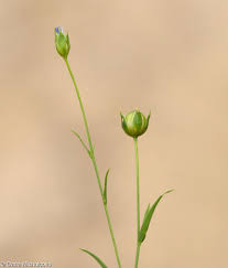Attēlu rezultāti vaicājumam “Linum usitatissimum bud”